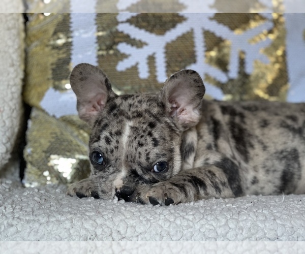 Medium Photo #6 French Bulldog Puppy For Sale in HAMDEN, CT, USA