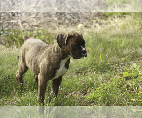Medium Photo #3 Boxer Puppy For Sale in SHIPSHEWANA, IN, USA