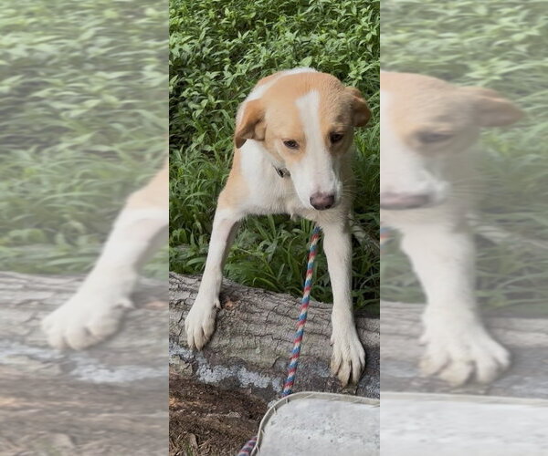 Medium Photo #3 Collie-Unknown Mix Puppy For Sale in Boston, MA, USA