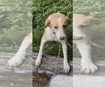 Small #2 Collie Mix
