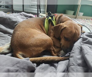 Cheagle Dogs for adoption in Aurora, CO, USA
