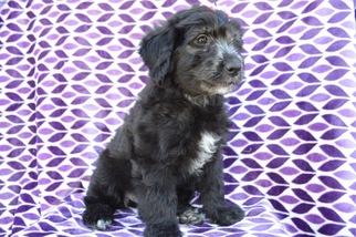 Aussie-Poo Puppy for sale in HONEY BROOK, PA, USA