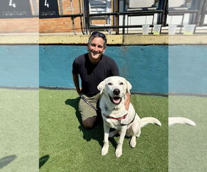 Labrenees Dogs for adoption in Elmsford, NY, USA