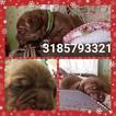 Small Photo #1 Neapolitan Mastiff Puppy For Sale in PALMETTO, FL, USA