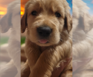 Golden Retriever Puppy for sale in CORSICANA, TX, USA