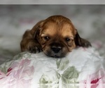 Small Photo #12 Shih-Poo Puppy For Sale in ALMA, AR, USA