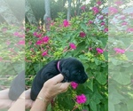 Small #12 Labrador Retriever