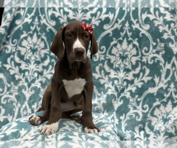 Medium Photo #5 Great Dane Puppy For Sale in LAKELAND, FL, USA