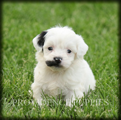 Poovanese Puppy for sale in WAYLAND, IA, USA