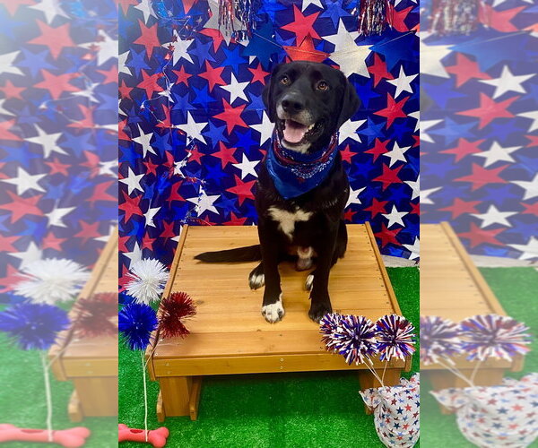 Medium Photo #2 Labrador Retriever-Unknown Mix Puppy For Sale in Bryant, AR, USA
