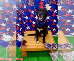 Small #1 Labrador Retriever Mix