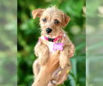 Small #1 Mutt