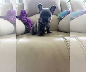 Medium French Bulldog