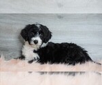 Small Photo #2 Aussiedoodle Puppy For Sale in FREDERICKSBG, OH, USA