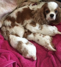 Mother of the Cavalier King Charles Spaniel puppies born on 05/21/2018