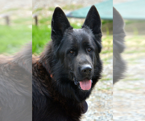 Father of the German Shepherd Dog puppies born on 10/07/2025