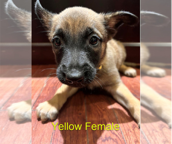 Medium Photo #12 Belgian Malinois Puppy For Sale in HOUSTON, TX, USA