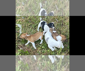 Jack Russell Terrier Puppy for Sale in JACKSONVILLE, Florida USA