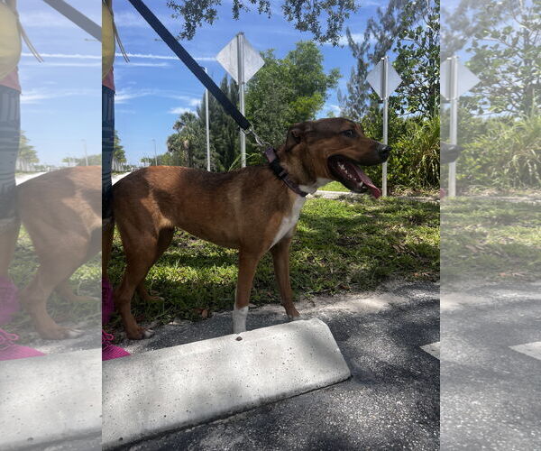 Medium Photo #3 German Shepherd Dog-Unknown Mix Puppy For Sale in Royal Palm Beach, FL, USA