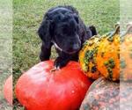 Small Photo #3 Aussiedoodle-Poodle (Standard) Mix Puppy For Sale in ANDERSON, AL, USA
