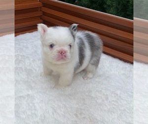 French Bulldog Puppy for Sale in SAN DIEGO, California USA