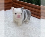Small French Bulldog