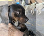 Small #7 American Staffordshire Terrier Mix