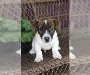 Jack Russell Terrier Puppy for sale in FREDONIA, KY, USA
