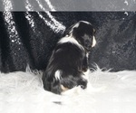 Small #6 Cavalier King Charles Spaniel