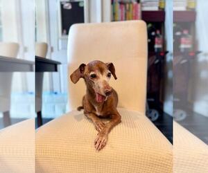 Dolly5 (in Miami, FL) - Female Dachshund Dog for Adoption - Photo #4