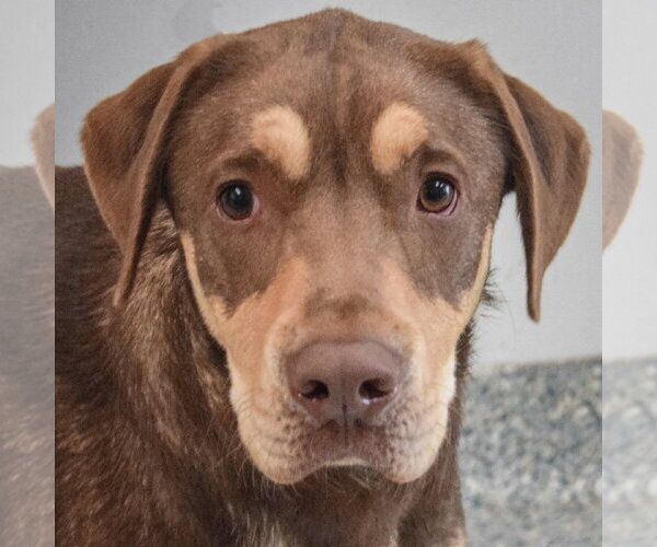 Medium Photo #6 Boxer-Chocolate Labrador retriever Mix Puppy For Sale in Huntley, IL, USA
