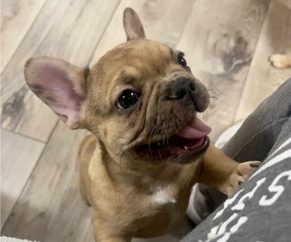 Medium Photo #1 French Bulldog Puppy For Sale in BRIGHTON, CO, USA