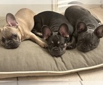 Small Photo #4 French Bulldog Puppy For Sale in FITCHBURG, WI, USA