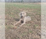 Small #1 Weimaraner