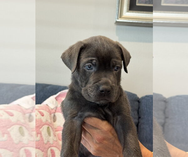 Medium Photo #2 Labrador Retriever-Unknown Mix Puppy For Sale in San Diego, CA, USA