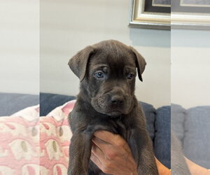 Charlotte's Puppy Noah - Male Labrador Retriever-Unknown Mix Dog for Adoption - Photo #2