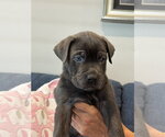 Small Photo #2 Labrador Retriever-Unknown Mix Puppy For Sale in San Diego, CA, USA