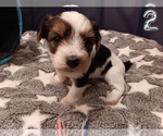 Small #4 Biewer Yorkie
