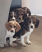 Small Photo #4 Beagle Puppy For Sale in EL CAJON, CA, USA