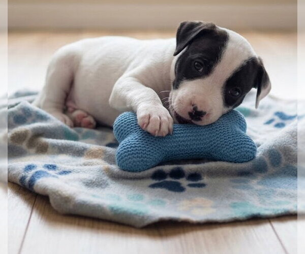 Medium Photo #2 Boxador Puppy For Sale in Grovertown, IN, USA
