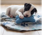 Small Photo #2 Boxador Puppy For Sale in Grovertown, IN, USA