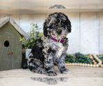 Puppy Maggie Miniature Labradoodle