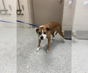 Boxer-Unknown Mix Dogs for adoption in Conroe, TX, USA