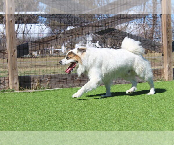 Medium Photo #2 Australian Shepherd-Unknown Mix Puppy For Sale in Chestertown, MD, USA
