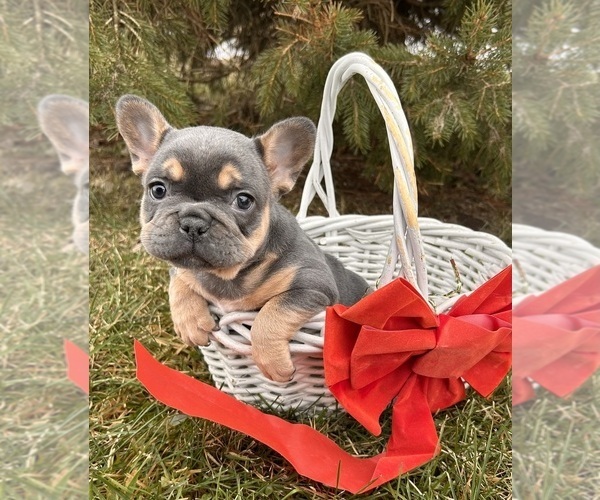 Medium Photo #1 French Bulldog Puppy For Sale in MIDDLEBURY, IN, USA