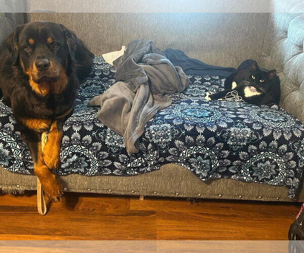 Medium Photo #2 Rottweiler Puppy For Sale in Hillsboro, NH, USA