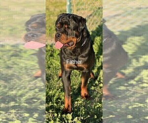 Father of the Rottweiler puppies born on 01/20/2024