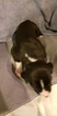Small Photo #3 Great Dane Puppy For Sale in CHIPPEWA FALLS, WI, USA