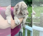 Small Photo #124 Great Dane Puppy For Sale in SPRAGGS, PA, USA