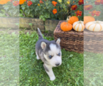 Small Photo #11 Siberian Husky Puppy For Sale in EAST HERKIMER, NY, USA